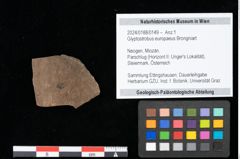 Foto (Objekt + Etikett) von Glyptostrobus europaeus Brongniart (NHMW-GEO-2024-0188-0149)